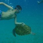 Swimming with the turtles on the West coast of Barbados