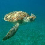 Barbados Green Turtle