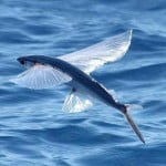 Flying Fish, Barbados